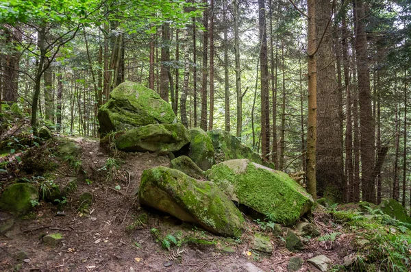 Sentiero di montagna nella foresta con rocce ricoperte di muschio in un parco nazionale nello Skole Beskids vicino a Leopoli — Foto Stock