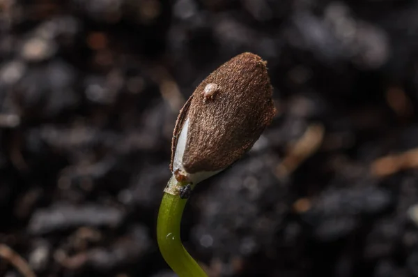 Tick Young Plant Sprout — Stock Photo, Image