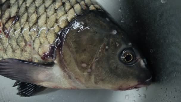 Live Fish Carp Breathes Sink — Stock Video