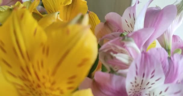 Μακρό Πλάνο Από Ανθισμένα Πολύχρωμα Λουλούδια Αλστρομέρια — Αρχείο Βίντεο