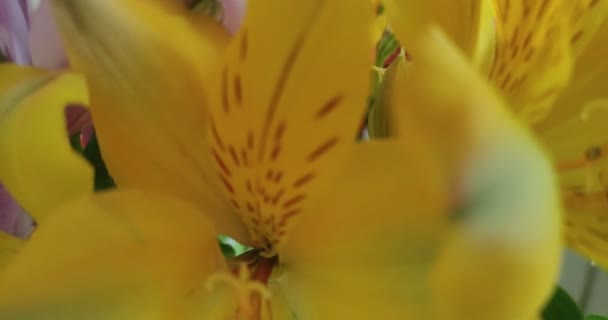 Makro Skott Blommande Flerfärgade Alstroemeria Blommor — Stockvideo