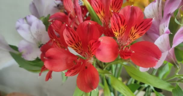 Μακρό Πλάνο Από Ανθισμένα Πολύχρωμα Λουλούδια Αλστρομέρια — Αρχείο Βίντεο