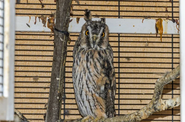 Long Eared Owl Cage — Stock Photo, Image