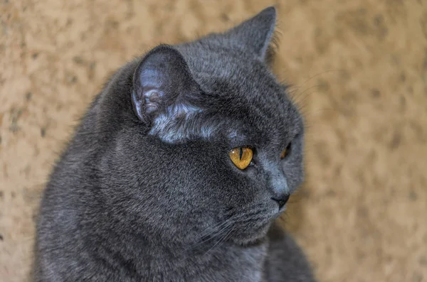 Голова Милий Сірий Кіт — стокове фото
