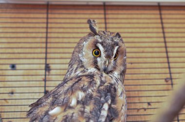 Kafesteki uzun kulaklı baykuş