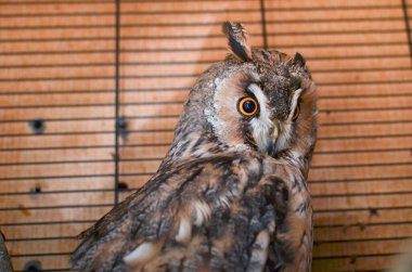 Kafesteki uzun kulaklı baykuş