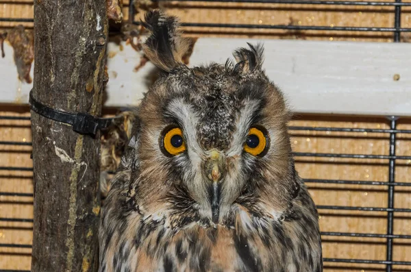 Hibou Des Marais Dans Une Cage — Photo