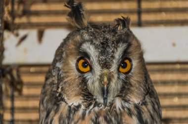 Kafesteki uzun kulaklı baykuş