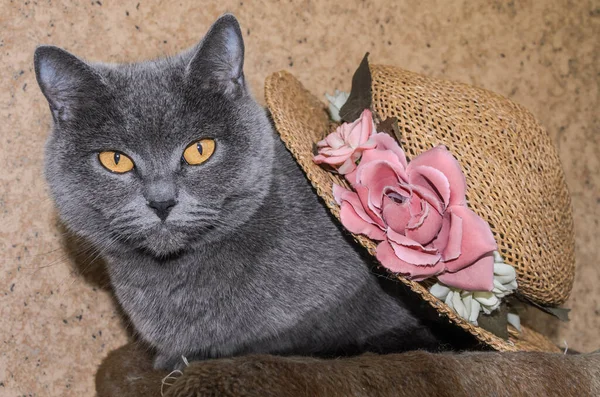Gato Gris Sombrero Paja Con Flores — Foto de Stock