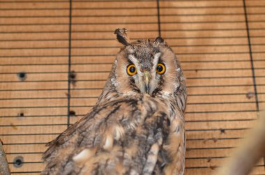 Kafesteki uzun kulaklı baykuş