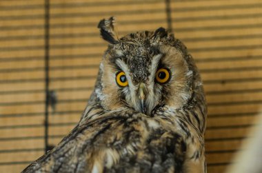 Kafesteki uzun kulaklı baykuş
