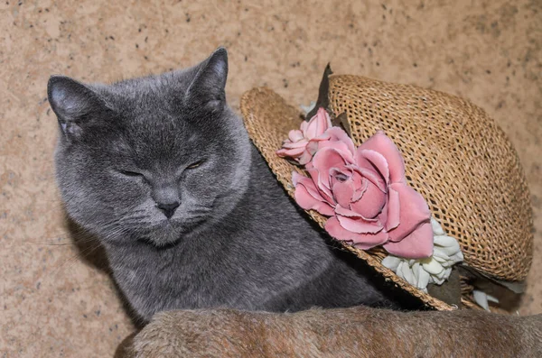 Grijze Kat Een Strohoed Met Bloemen — Stockfoto