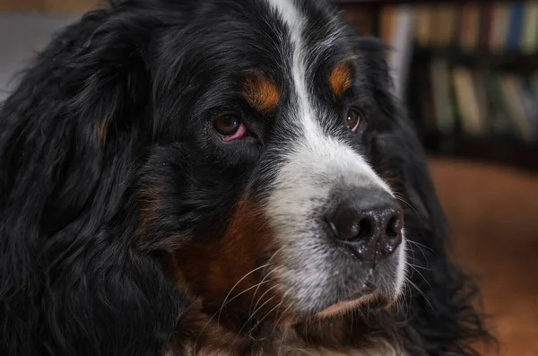 Testa Cane Con Occhi Tristi Della Razza Cane Montagna Bernese — Foto Stock