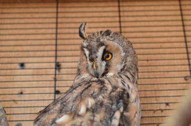 Kafesteki uzun kulaklı baykuş
