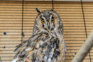 Kafesteki uzun kulaklı baykuş