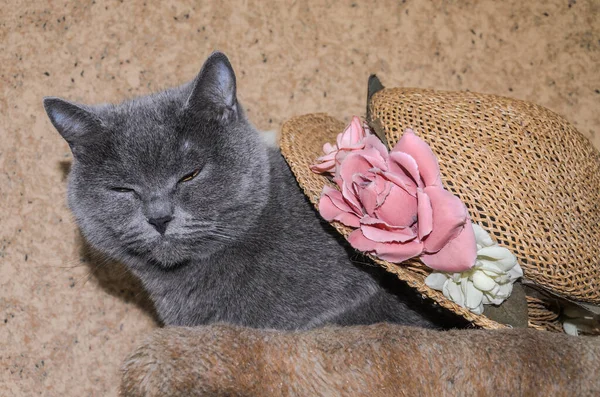 Chat Gris Dans Chapeau Paille Avec Des Fleurs — Photo