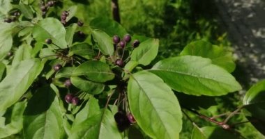 Dekoratif küçük elmalı bir ağacın dalı