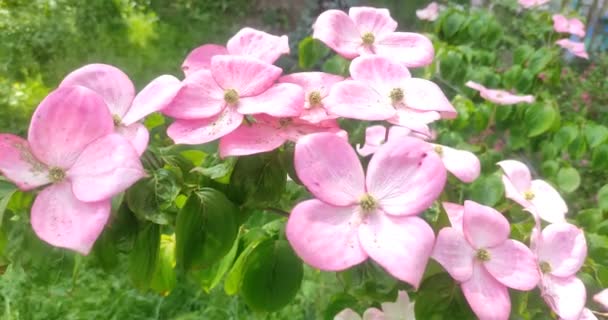 Weiße Dekorative Blumen Auf Einem Baum — Stockvideo