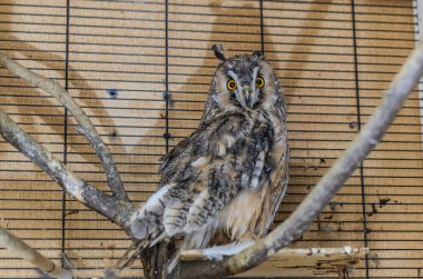 Kafesteki uzun kulaklı baykuş