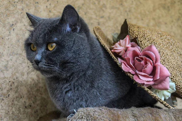 Gato Gris Sombrero Paja Con Flores — Foto de Stock