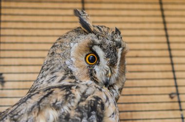 Kafesteki uzun kulaklı baykuş