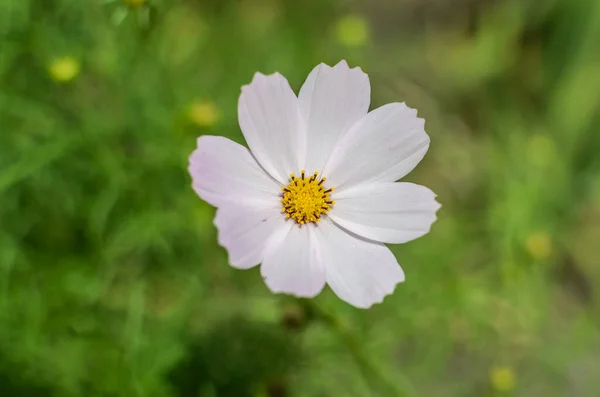 Bulanık Yeşil Arka Planda Yaz Çiçeği — Stok fotoğraf