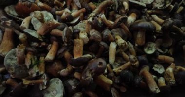 Masadaki mantar toplayıcısı tarafından toplanan yabani mantar hasadı.