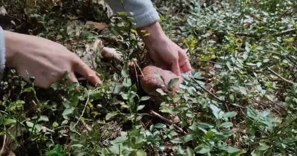 一个采蘑菇的人在森林里发现了蘑菇 然后在森林里用刀割去了蘑菇 — 图库视频影像