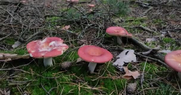 Champignons Forestiers Poussent Dans Une Clairière Dans Forêt — Video