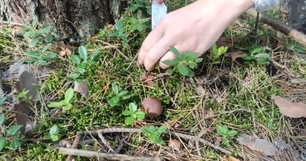 一个采蘑菇的人在森林里发现了蘑菇 然后在森林里用刀割去了蘑菇 — 图库视频影像