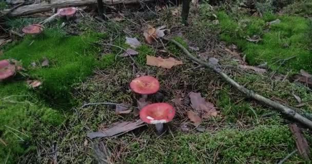 Bos Paddestoelen Groeien Een Open Plek Het Bos — Stockvideo