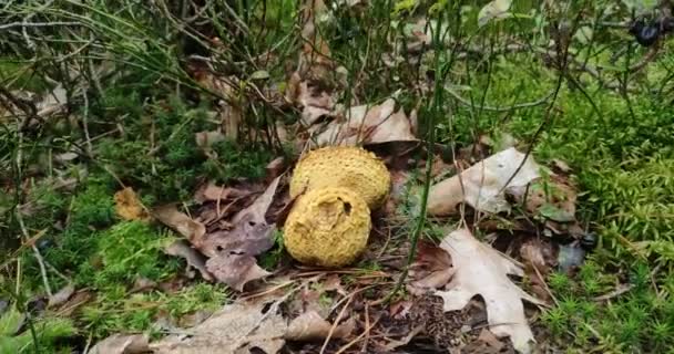 Champignons Forestiers Poussent Dans Une Clairière Dans Forêt — Video