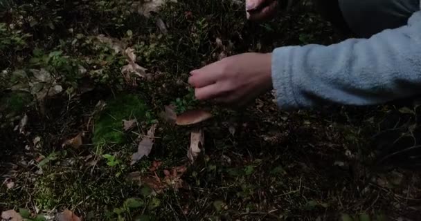 Cueilleur Champignons Trouvé Des Champignons Dans Forêt Coupe Les Champignons — Video