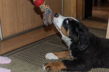 Küçük köpek yavrusu Bernese Dağ Köpeği oyuncak bir iple oynuyor.
