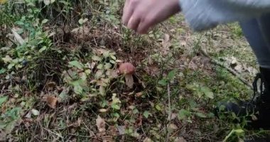 Bir mantar toplayıcısı ormanda mantar buldu ve ormandaki bir ormanda bıçakla mantarları kesti.