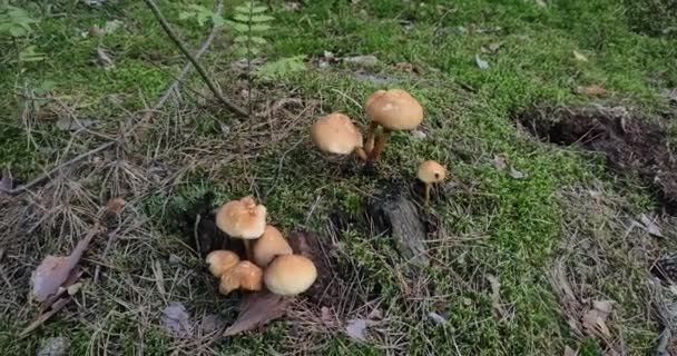 Cogumelos Florestais Crescem Uma Clareira Floresta — Vídeo de Stock