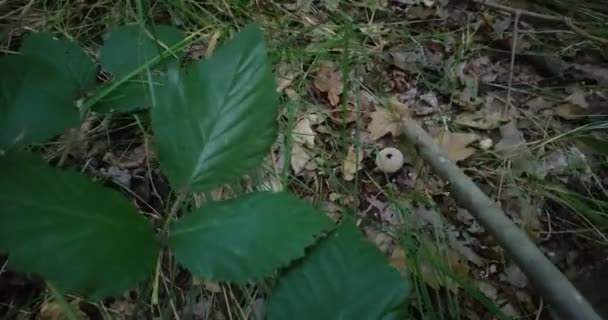 Der Pilzsammler Fand Den Pilz Bovista Plumbea Wald Und Schlug — Stockvideo