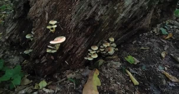 Waldpilze Wachsen Auf Einer Lichtung Wald — Stockvideo