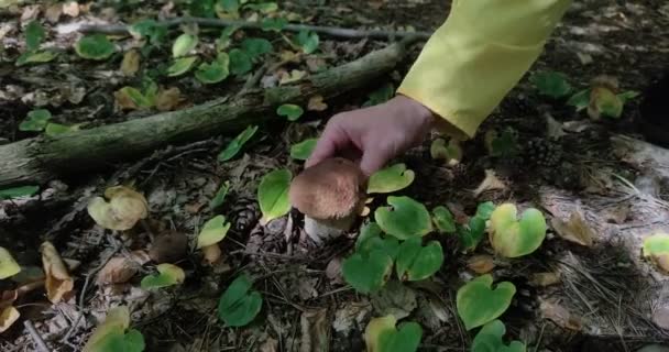 Ein Pilzsammler Findet Und Pflückt Einem Herbstwald Auf Einer Pilzwiese — Stockvideo