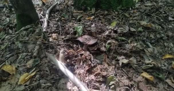 蘑菇采摘者在森林里的蘑菇林子里用棍子敲碎毒蘑菇 — 图库视频影像