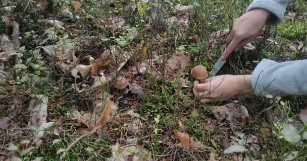 Recolector Hongos Encontró Setas Bosque Cortó Las Setas Con Cuchillo — Vídeo de stock