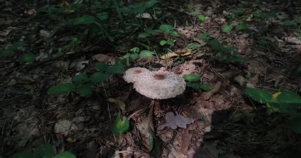 森林里的一片空地生长着森林里的蘑菇 — 图库视频影像