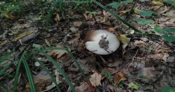 Champignons Forestiers Poussent Dans Une Clairière Dans Forêt — Video