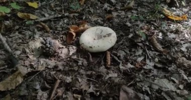 Orman mantarları ormandaki bir açıklıkta yetişir.