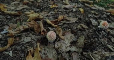 Orman mantarları ormandaki bir açıklıkta yetişir.