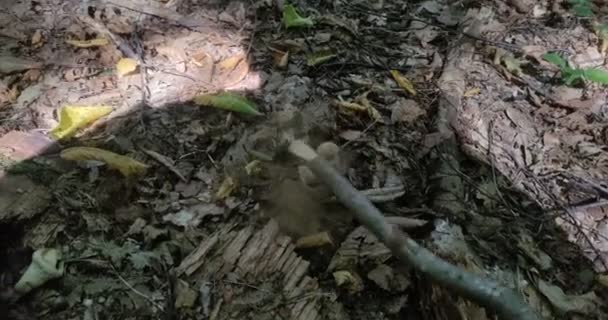 Colhedor Cogumelos Encontrou Cogumelo Bovista Plumbea Floresta Bate Lhe Com — Vídeo de Stock