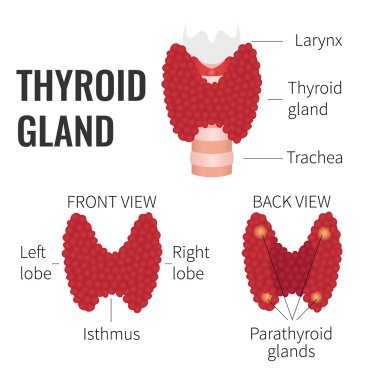 Thyroid gland structure clipart