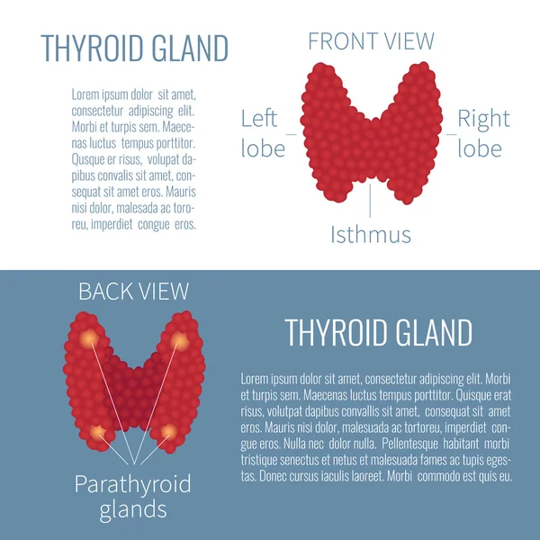 Vista diagramma della ghiandola tiroidea — Vettoriale Stock