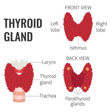 Thyroid gland diagram clipart