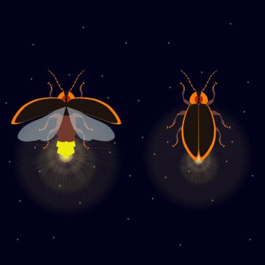 Firefly with open and closed wings clipart